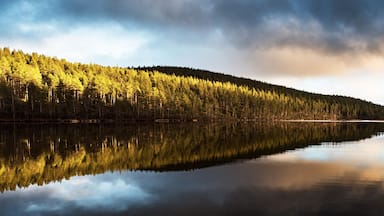Um lago tranquilo refletindo uma floresta densa e um céu nublado.