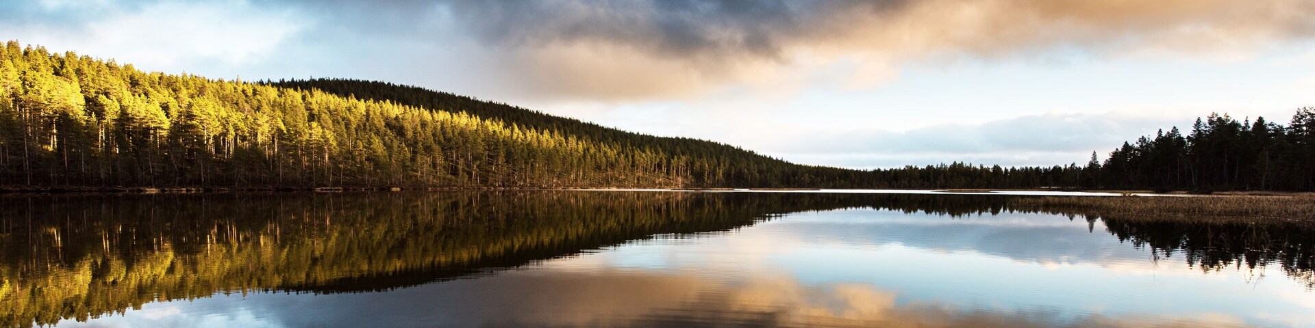 Un lago tranquilo que refleja un bosque frondoso y un cielo nublado.