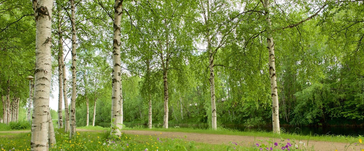 Ivalo qui includes scĂšnes forestiĂšres et fleurs sauvages