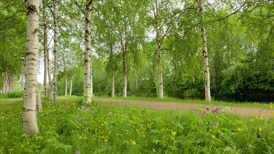 Ivalo showing wild flowers and forests