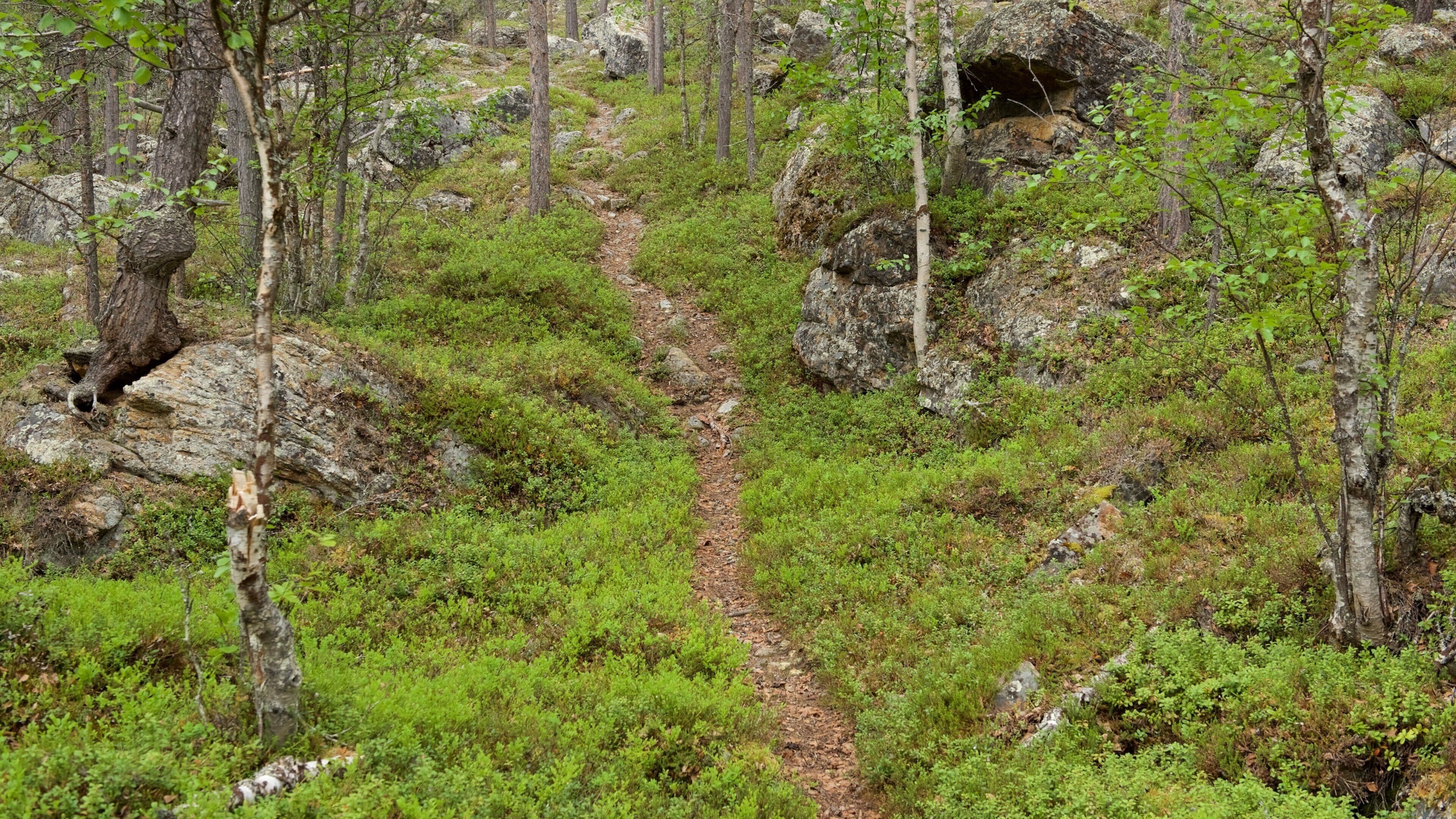 이발로 을 보여주는 숲 풍경