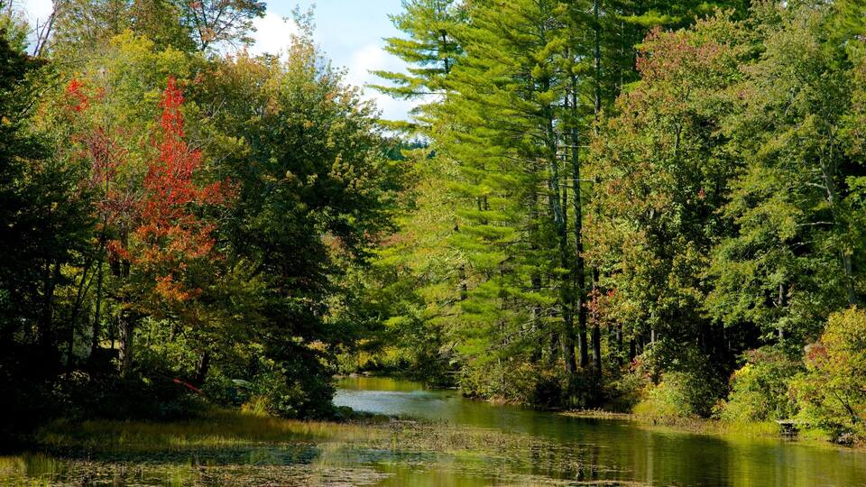 A forested river with dense trees and a calm water surface.