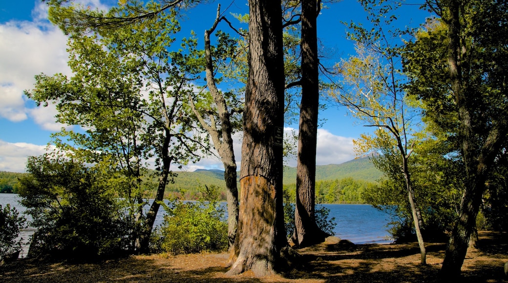 Tamworth featuring a garden