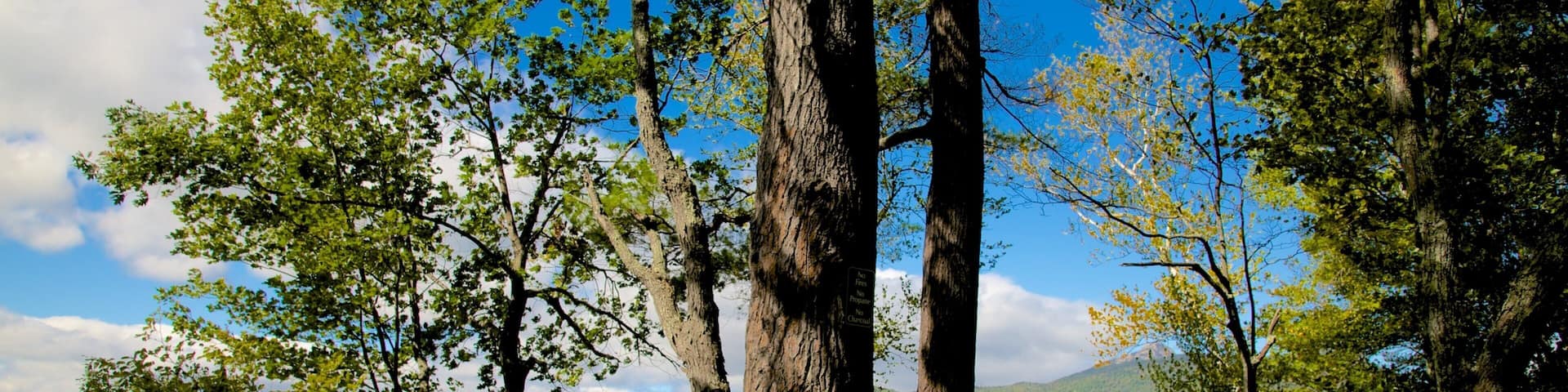 Tamworth featuring a park