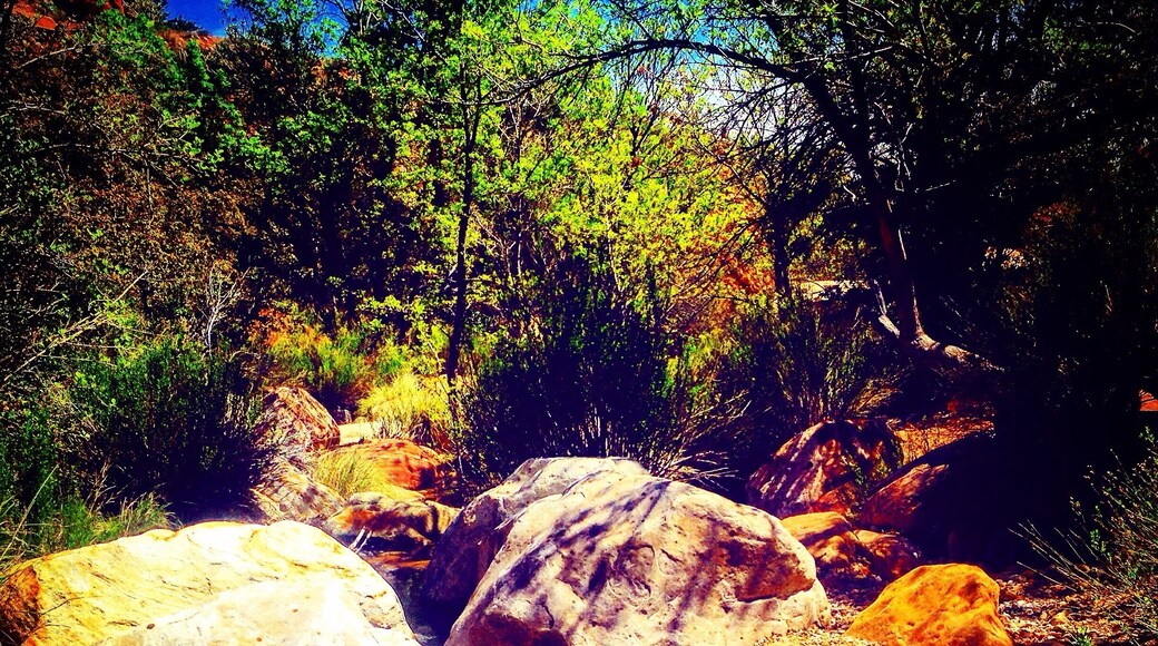 Hiking up stream at First Creek at Red Rock. This usually is dry, but if timed correctly after a rainfall or melting snow, there's a couple of waterfalls and some cool pools of water.