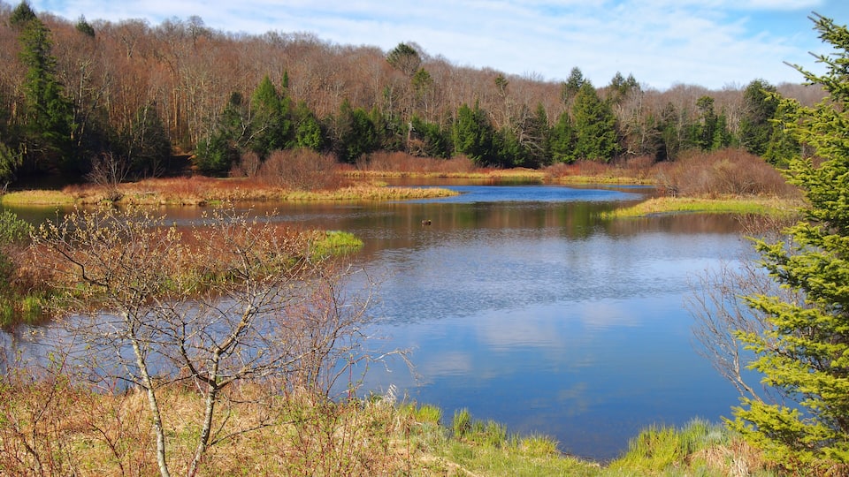 A calm lake surrounded by trees and shrubs.