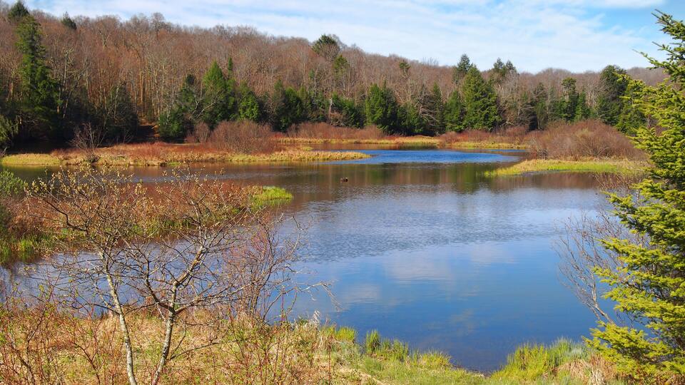 A calm lake surrounded by trees and shrubs.