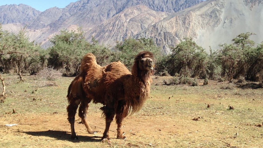 A camel in a dry, grassy field with mountains in the background.