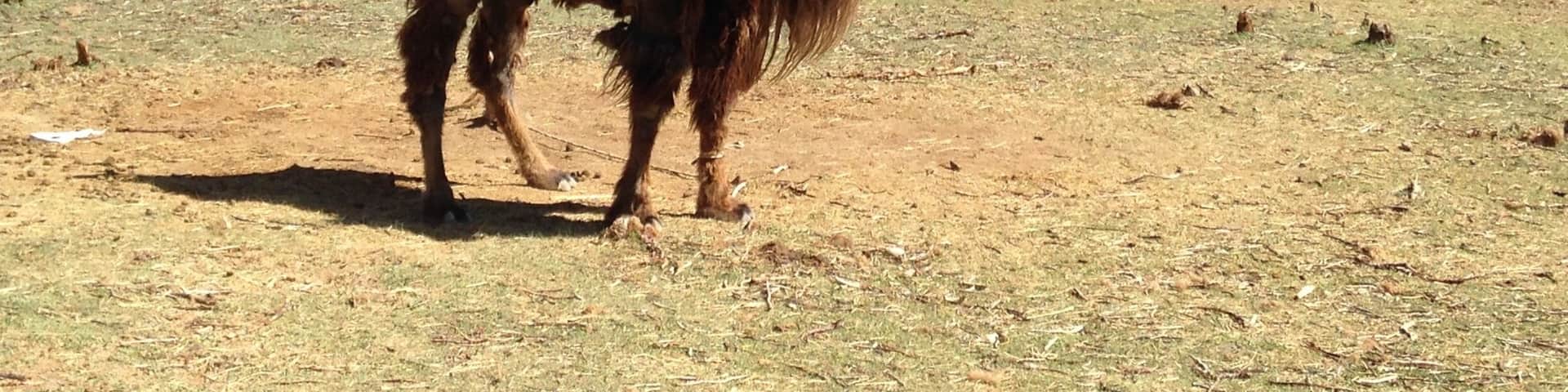 A camel in a dry, grassy field with mountains in the background.