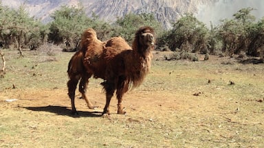 Un camello en un campo seco y con pasto, con montañas al fondo.