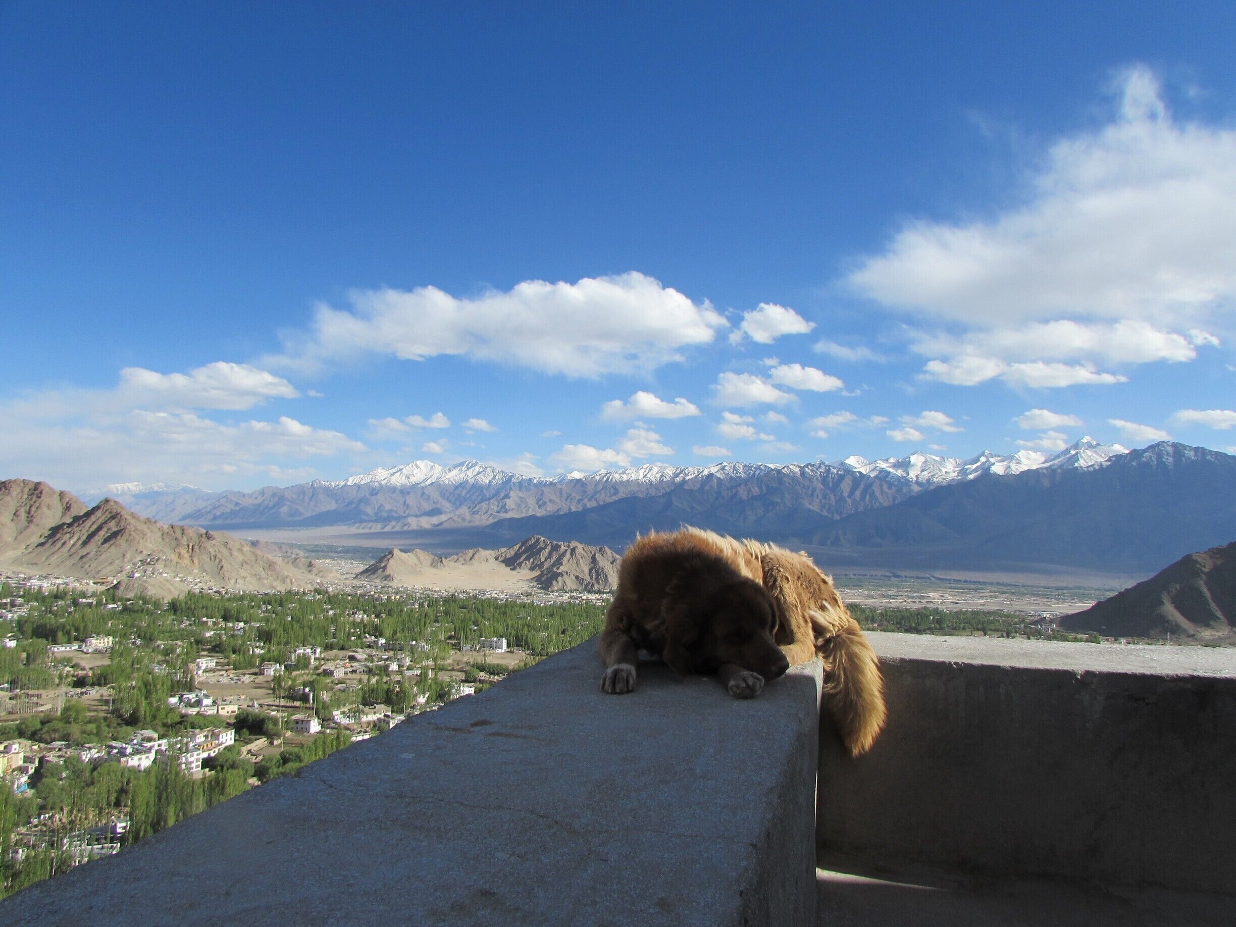 Snoozing atop Leh landscape
The Shanti Stupa offers beautiful views of Leh - there are 2 ways to get up here, a road which takes vehicles right to the top, or the 500 steps climb up from the end of Changspa, needless to say...always climb!
