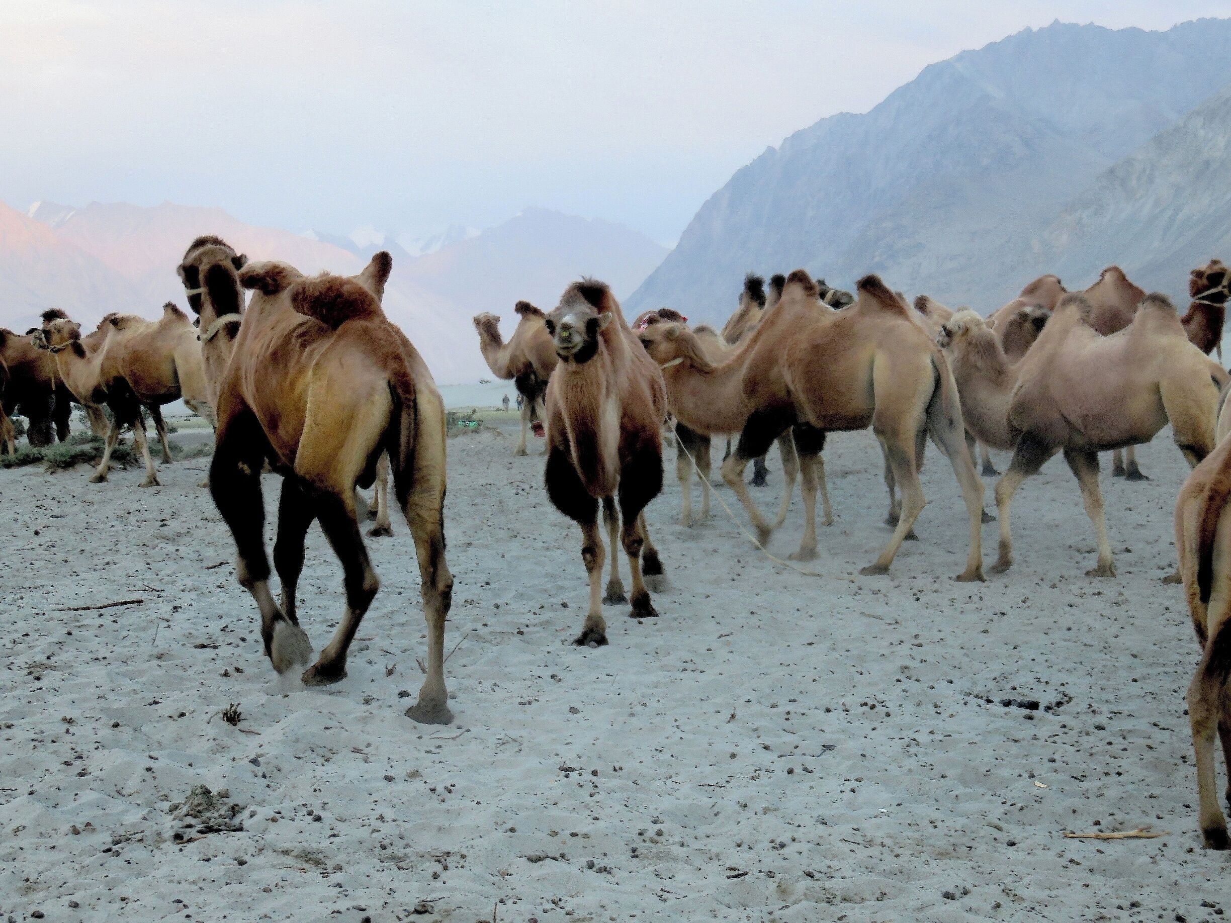 A herd of camels in a desert with mountains in the background.