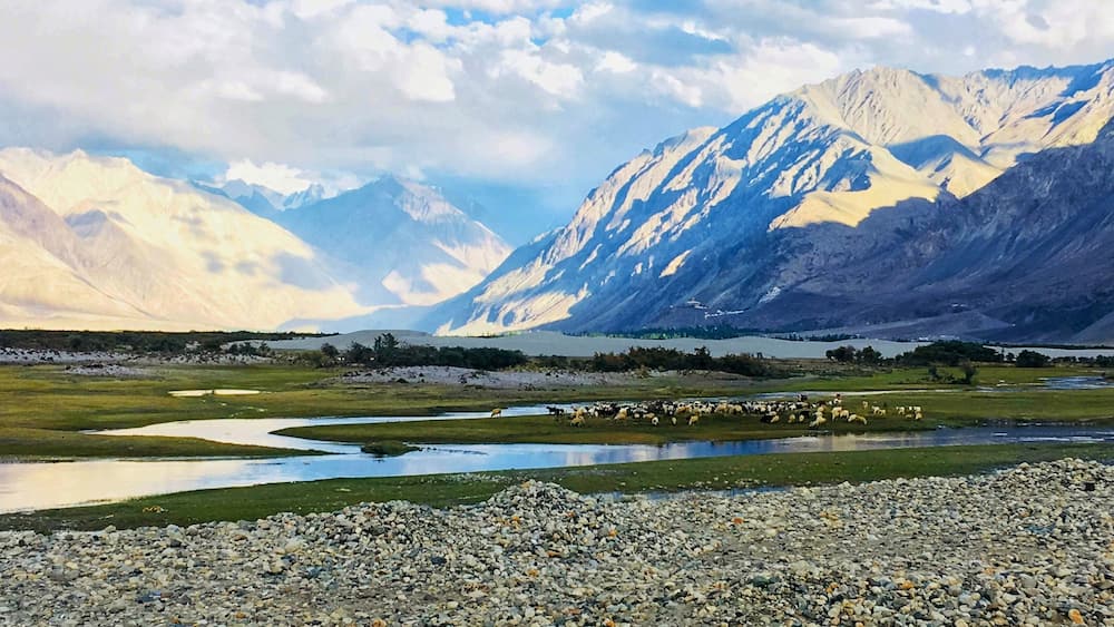 Nubra Valley famous for its sand dunes and double hump Camels #nubravalley #lifeatexpediagroup #leh #ladakh #hunder