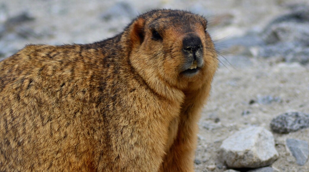 Leh which includes zoo animals and animals