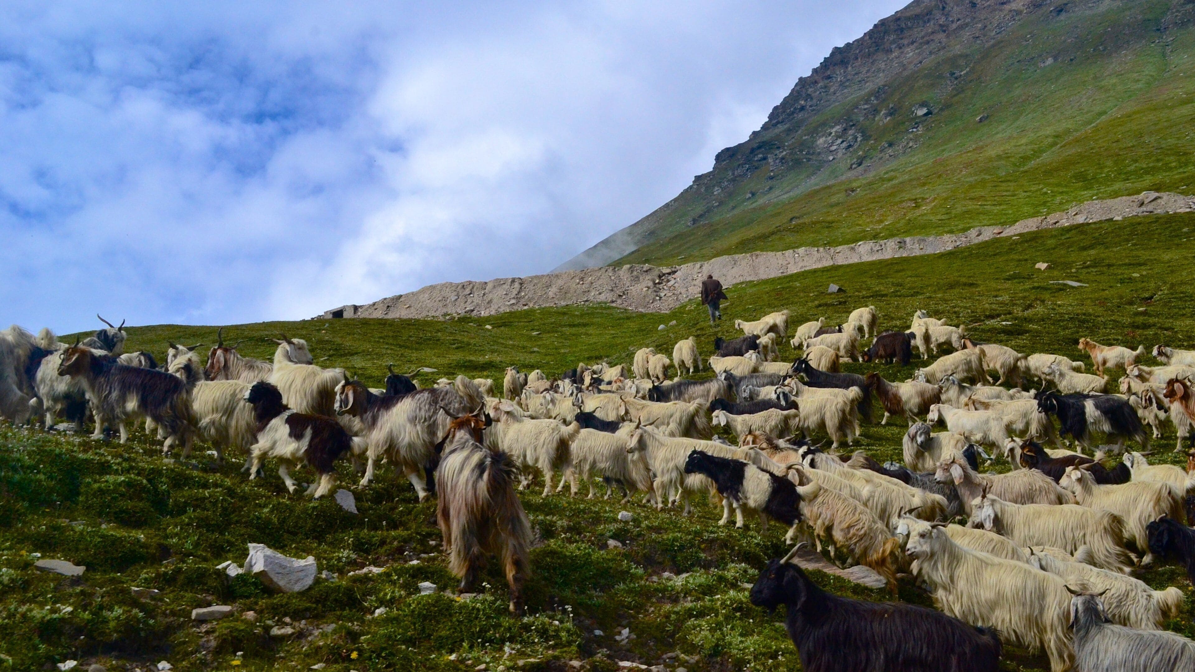 Leh which includes farmland, tranquil scenes and animals
