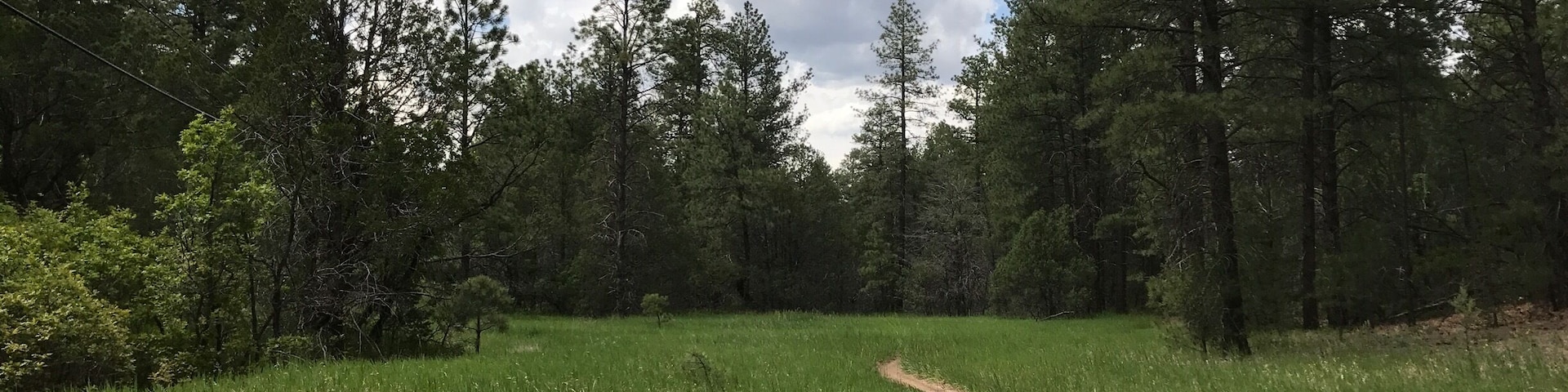 A dirt path winding through a grassy field surrounded by trees.