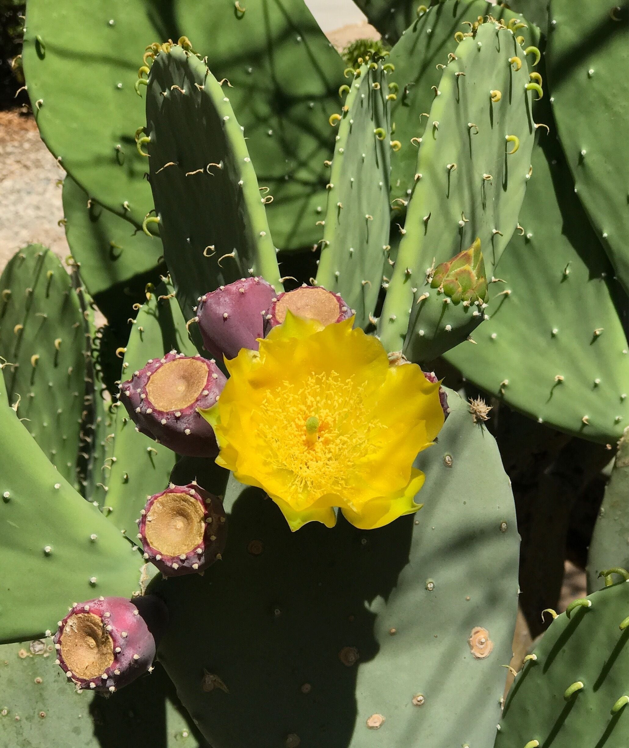 Cactus