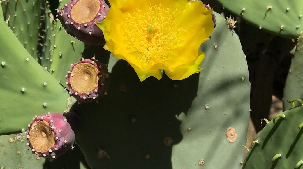 Cactus