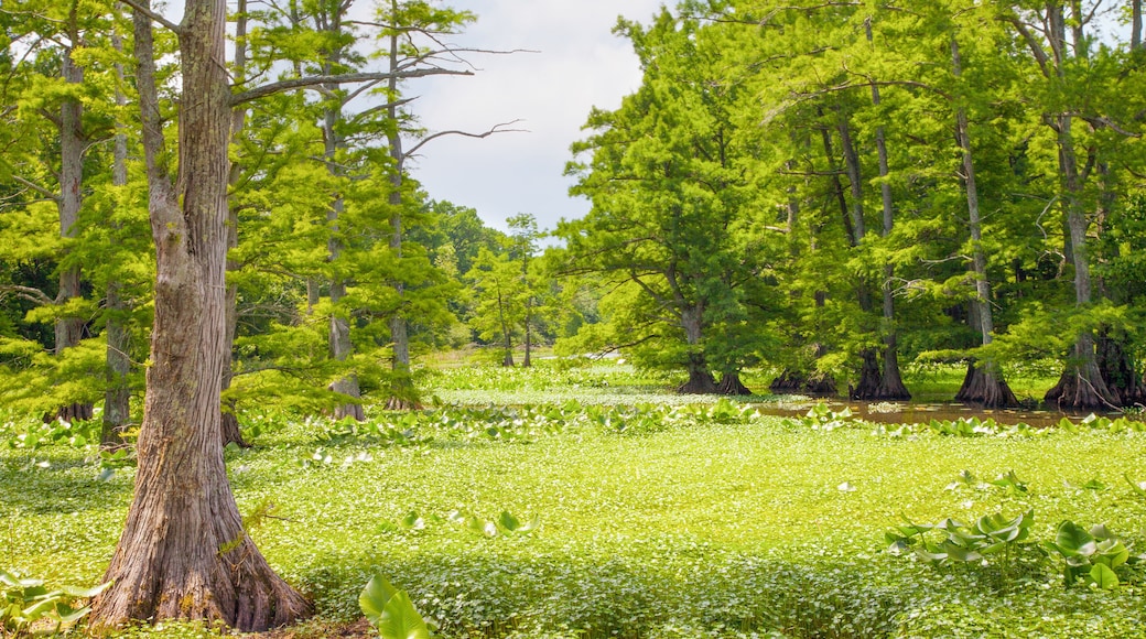View of marshy area at Reelfoot National Wildlife Refuge