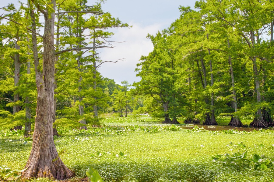 View of marshy area at Reelfoot National Wildlife Refuge