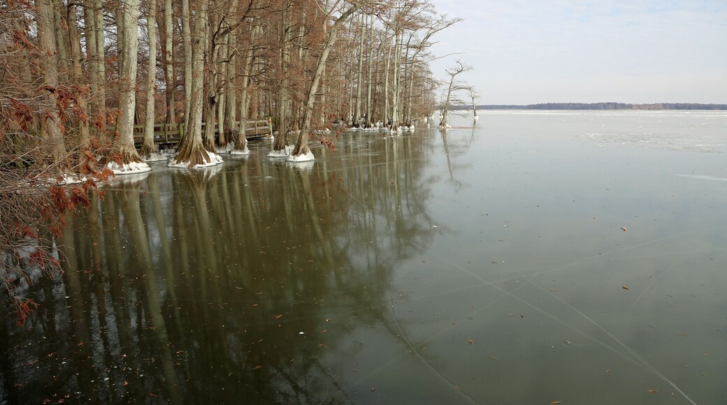 View from the pier trail - Reelfoot Lake State Park, Tennessee