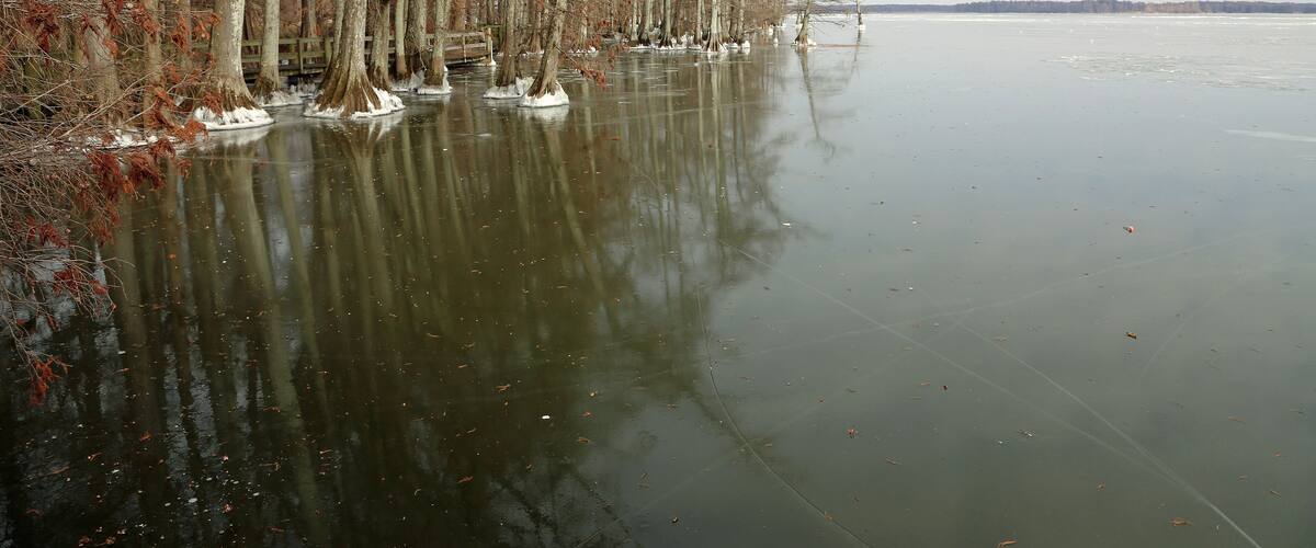 View from the pier trail - Reelfoot Lake State Park, Tennessee