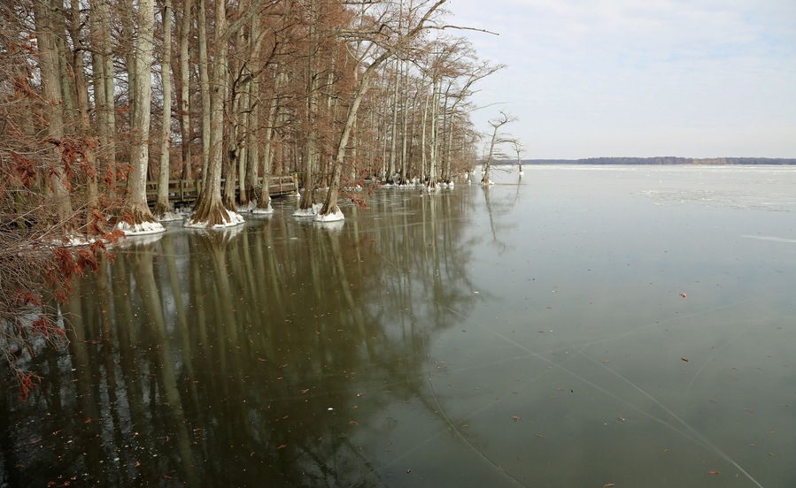 View from the pier trail - Reelfoot Lake State Park, Tennessee