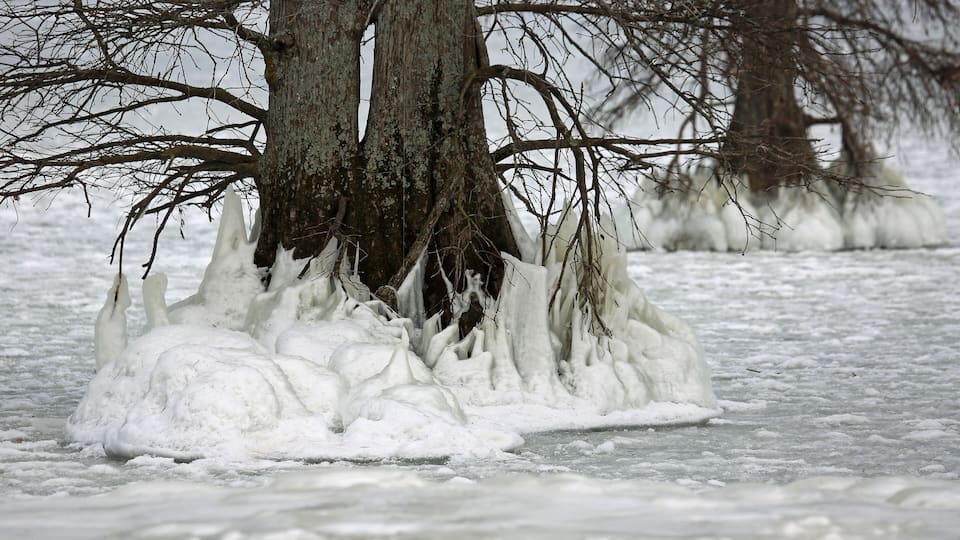 A tree with icicles hanging from its branches in a snowy landscape.