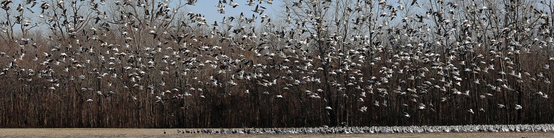 Snow Geese flock - Reelfoot Lake State Park, Tennessee
