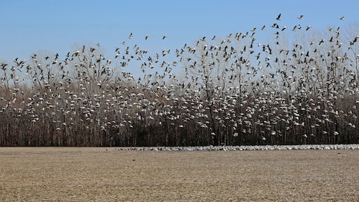 Snow Geese flock - Reelfoot Lake State Park, Tennessee