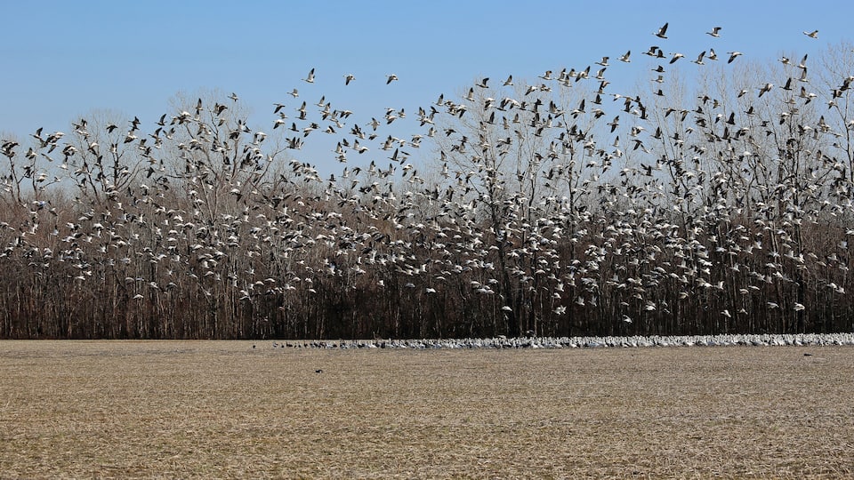 A flock of birds flying over a field with bare trees in the background.