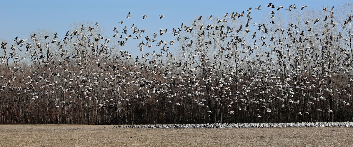 A flock of birds flying over a field with bare trees in the background.