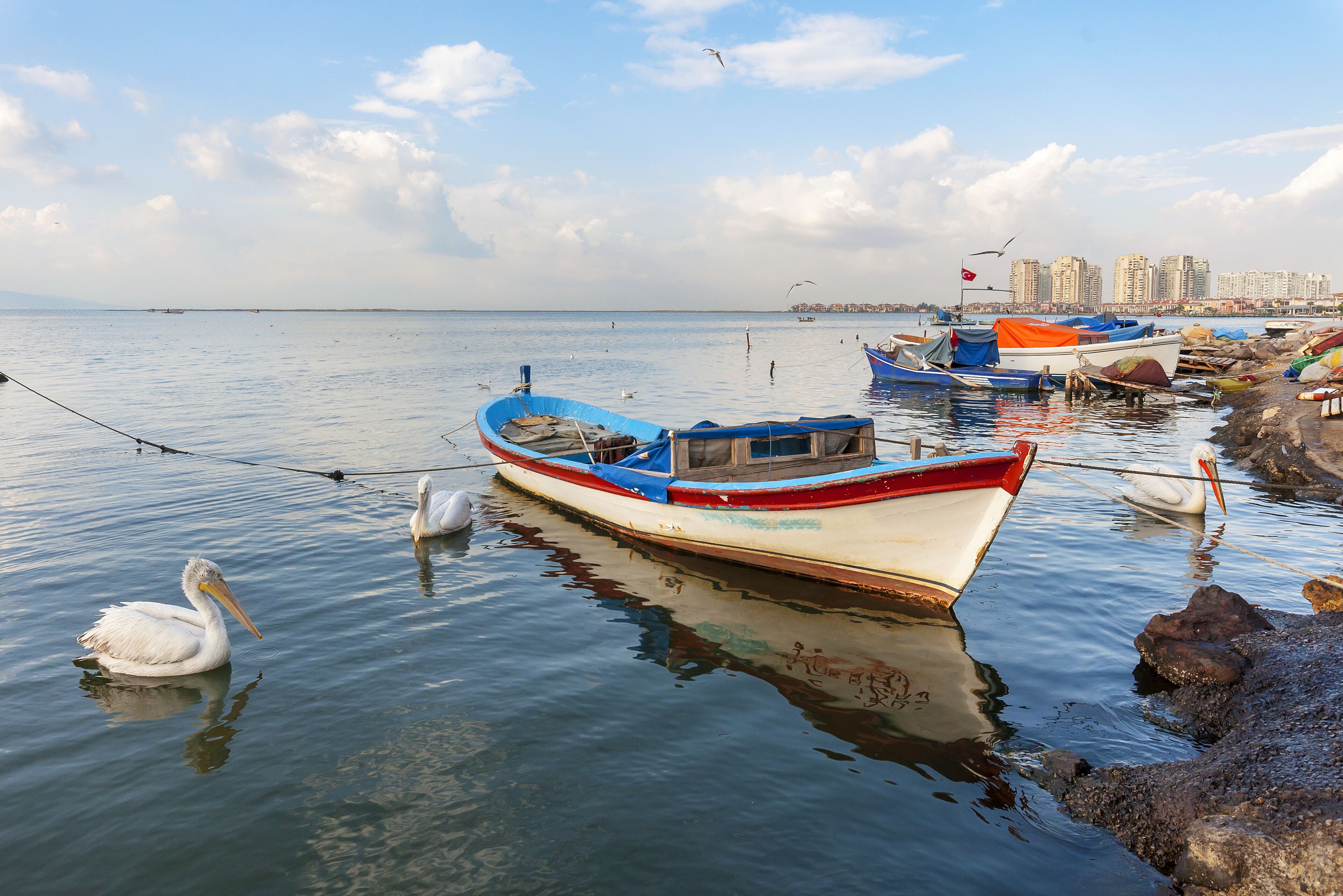 Izmir,Turkey - December 01, 2012 : Pelicans and sea gulls are waiting fish from fishermans in Mavisehir Harbour.; Shutterstock ID 380615395
