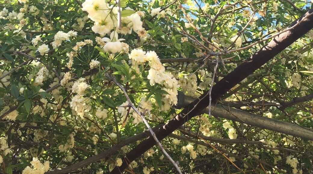 This 135 year old rose tree came to Tombstone from
Scotland as a cutting. It blooms the first part of April and smells divine! Check out the Rose Tree Museum for a great peek into the past, then stroll through the Town Too Tough to Die. #green