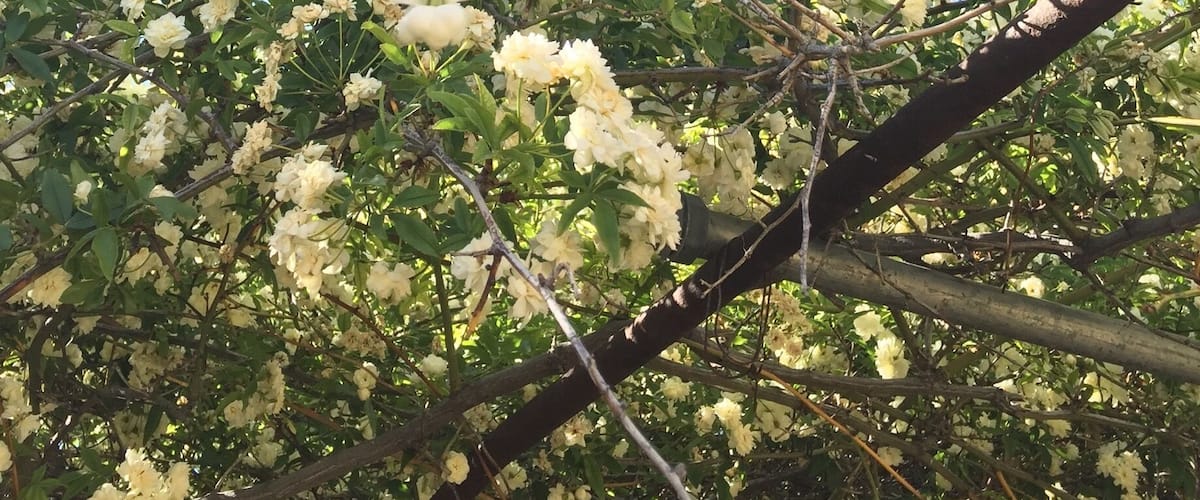 This 135 year old rose tree came to Tombstone from
 Scotland as a cutting. It blooms the first part of April and smells divine! Check out the Rose Tree Museum for a great peek into the past, then stroll through the Town Too Tough to Die. #green