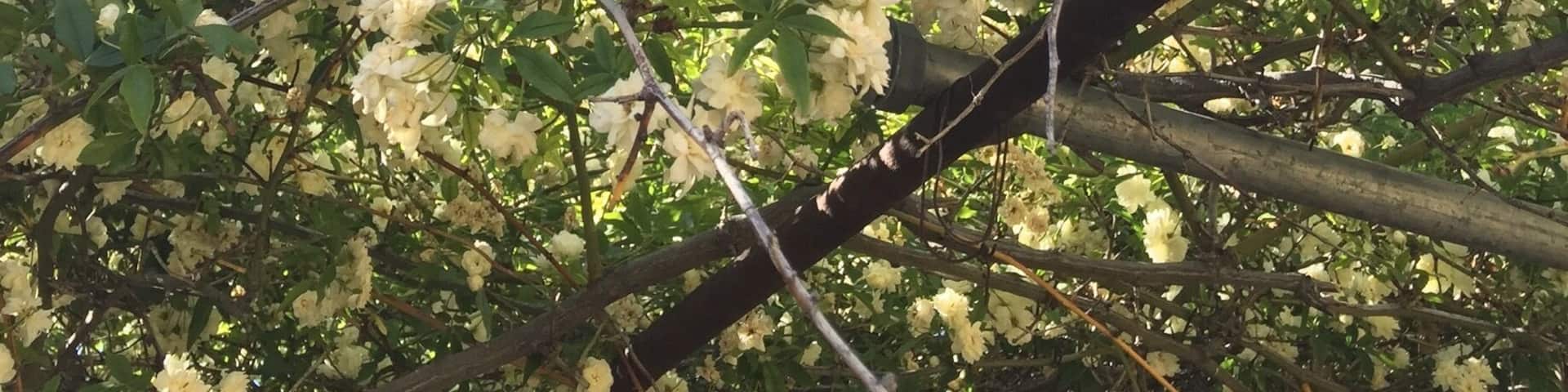 This 135 year old rose tree came to Tombstone from
Scotland as a cutting. It blooms the first part of April and smells divine! Check out the Rose Tree Museum for a great peek into the past, then stroll through the Town Too Tough to Die. #green