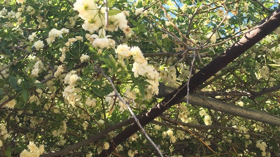 This 135 year old rose tree came to Tombstone from
Scotland as a cutting. It blooms the first part of April and smells divine! Check out the Rose Tree Museum for a great peek into the past, then stroll through the Town Too Tough to Die. #green