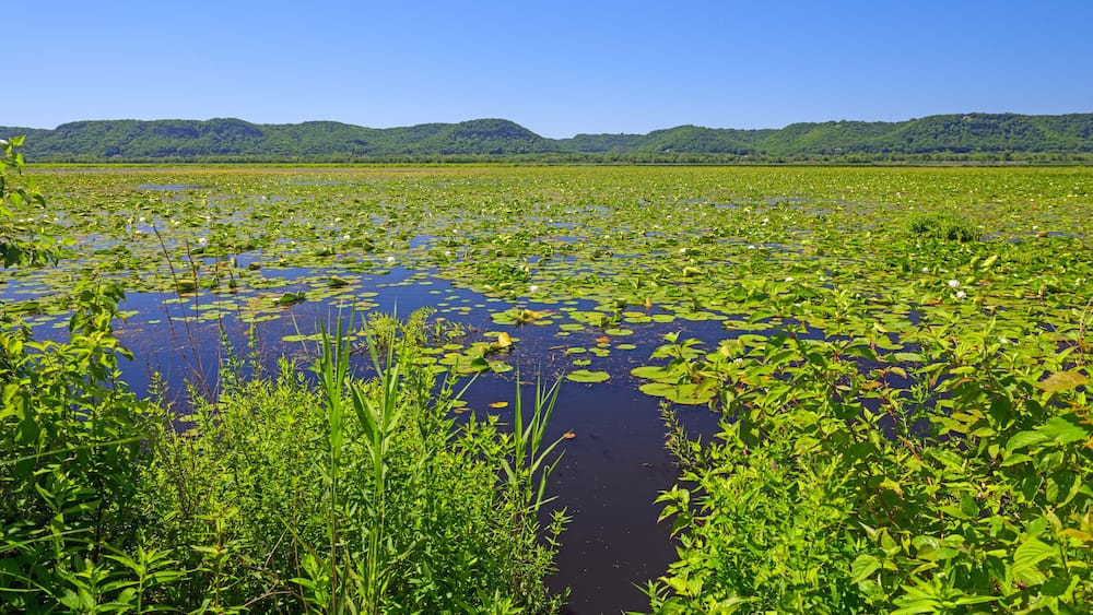 A marshland with water lilies and green vegetation.