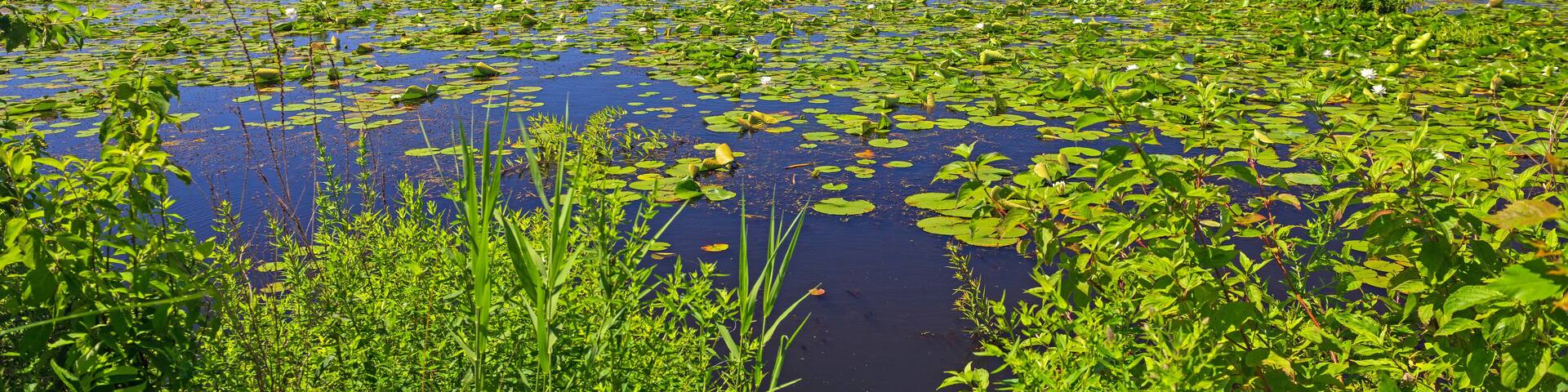Bayou of the MIssissippi River in Summer Green