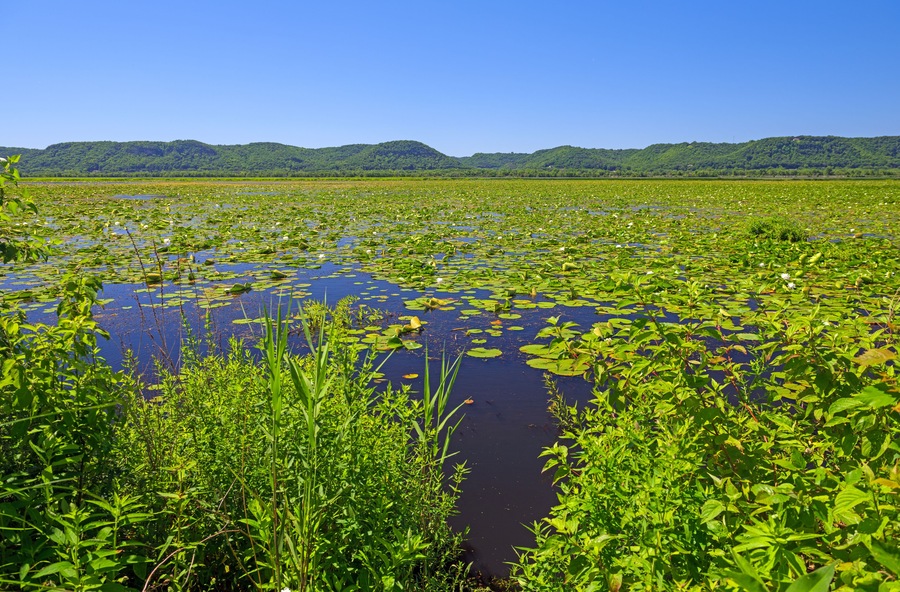 Bayou of the MIssissippi River in Summer Green