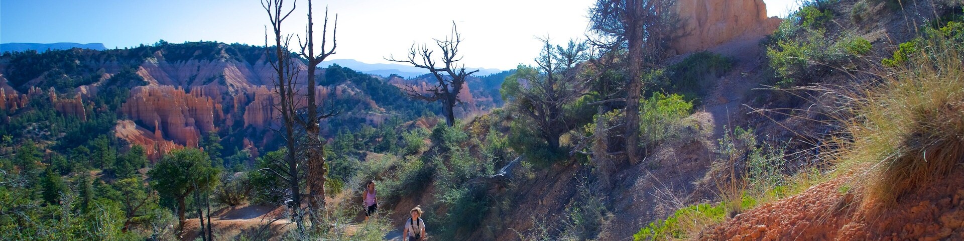 Un sendero polvoriento serpentea por un cañón con formaciones rocosas rojas y vegetación escasa.