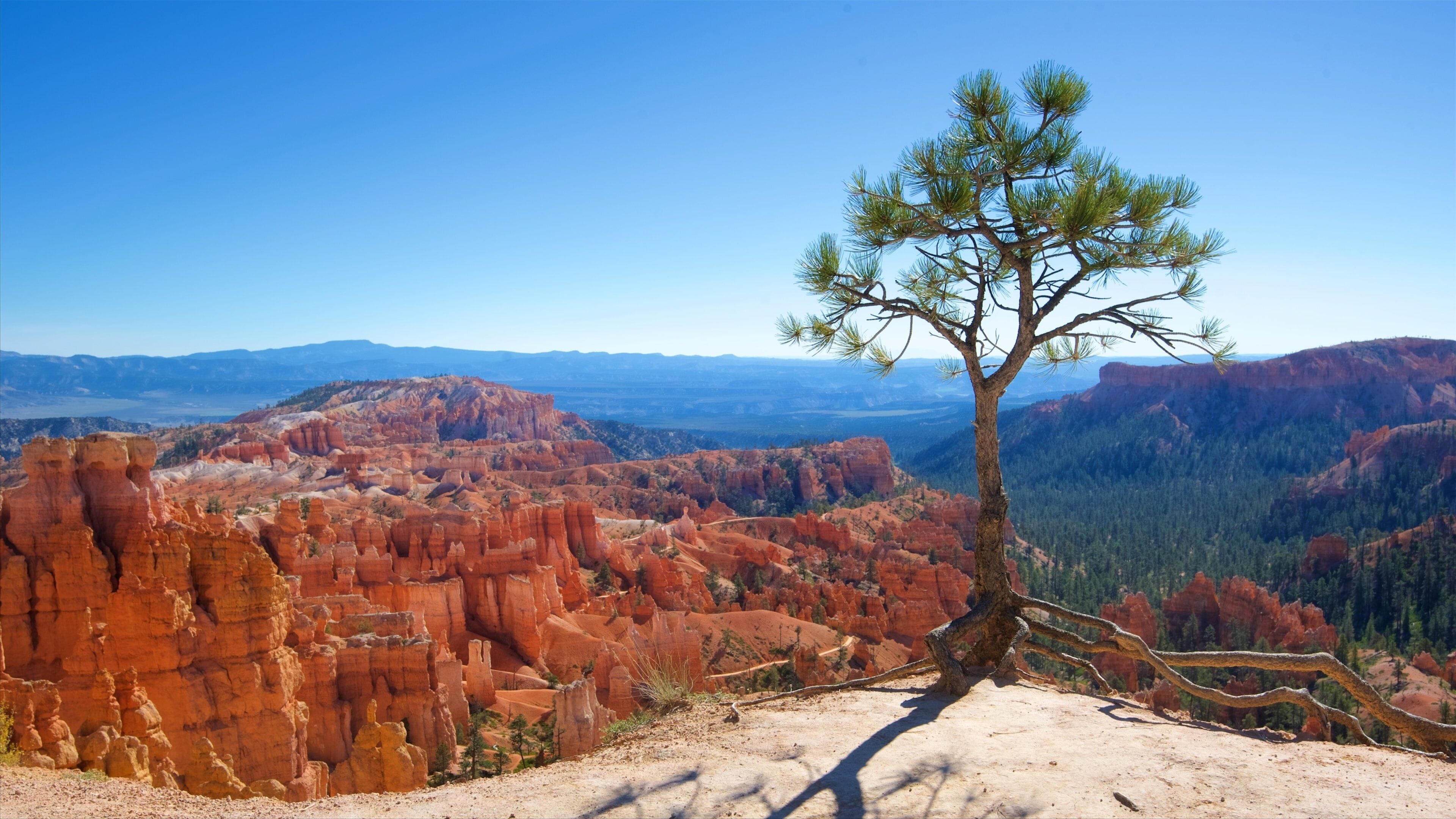 A lone pine tree on a mountain ridge overlooking a red rock canyon with distant mountains.