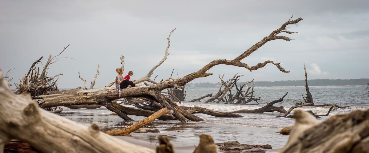 A beach with fallen trees and a person sitting on a log.