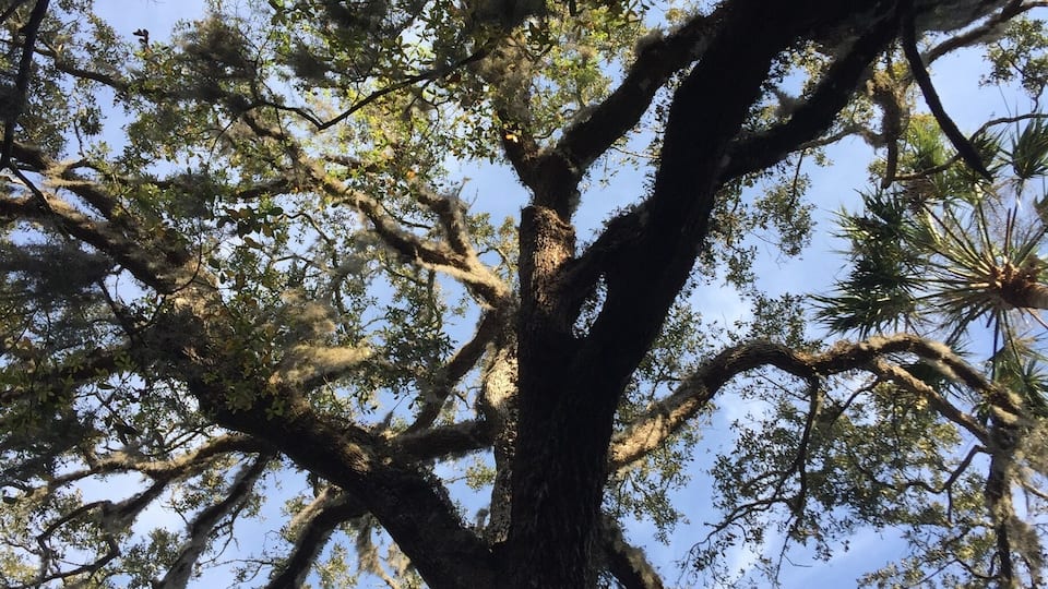 Live oak arching over the top of our RV. Park has 1.5 miles of protected Beach and the Camp sites are tucked into the lush vegetation. It feels very private. Fantastic weather in March.