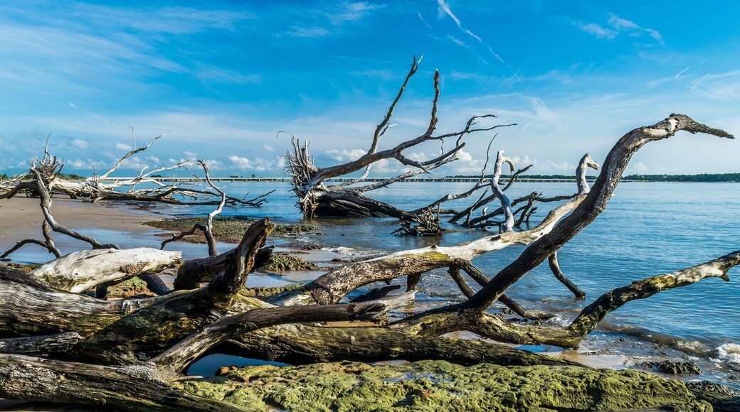 Beautiful driftwood at the beach