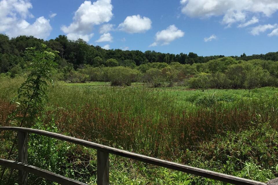 Un pasillo de madera serpentea por un campo verde exuberante, con una colina boscosa al fondo.