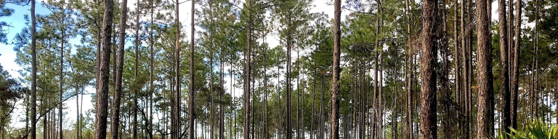 A dirt path winding through a dense pine forest.