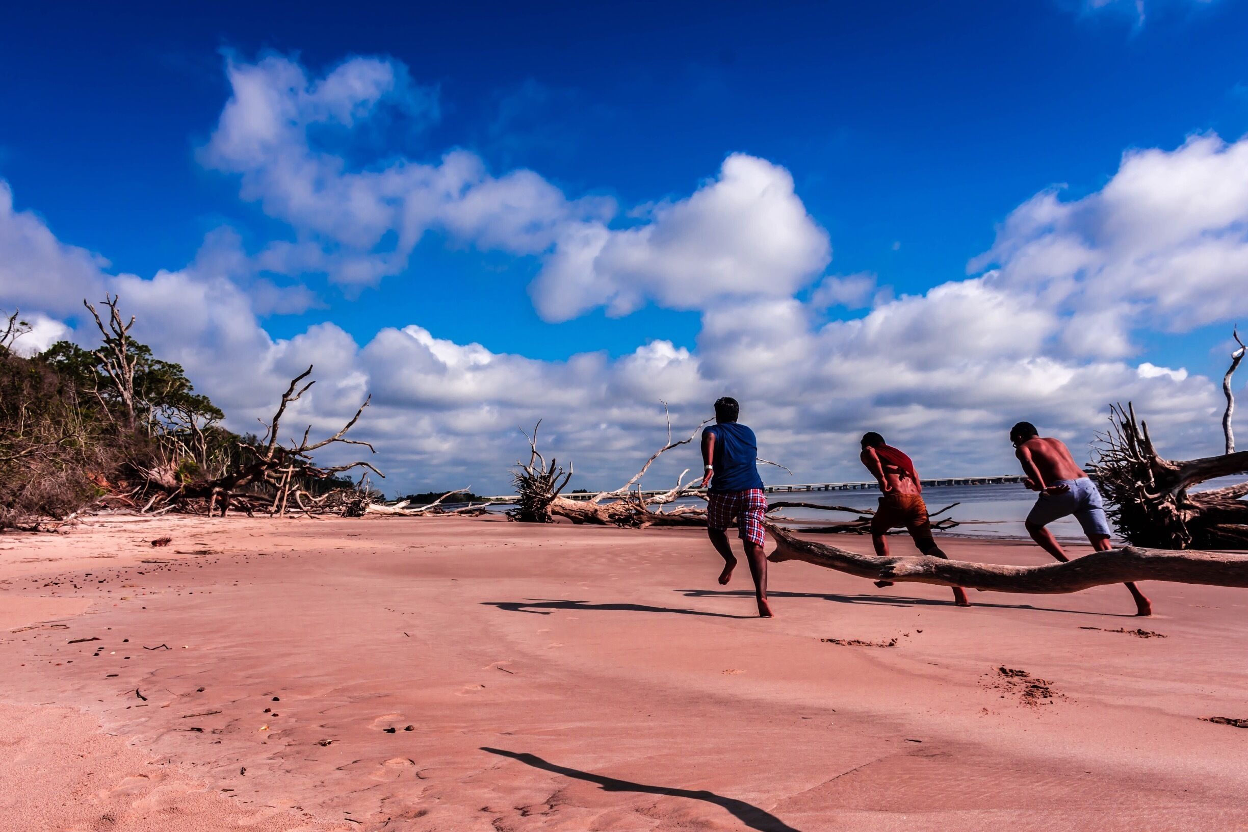 Boneyard Beach at Big Talbot Island is a unique place at Jacksonville, FL with driftwoods along the shore. 