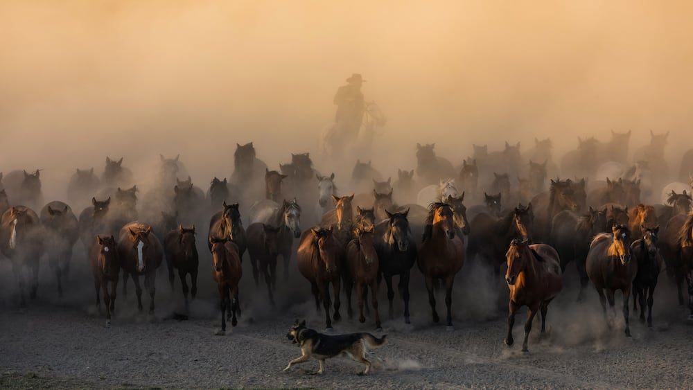 Wild Yilki Horses (Vahşi Yılkı Atları) in the Dust Drone Photo, Hürmetci Village Hacılar, Kayseri Turkiye (Turkey)