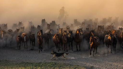Wild Yilki Horses (Vahşi Yılkı Atları) in the Dust Drone Photo, Hürmetci Village Hacılar, Kayseri Turkiye (Turkey)